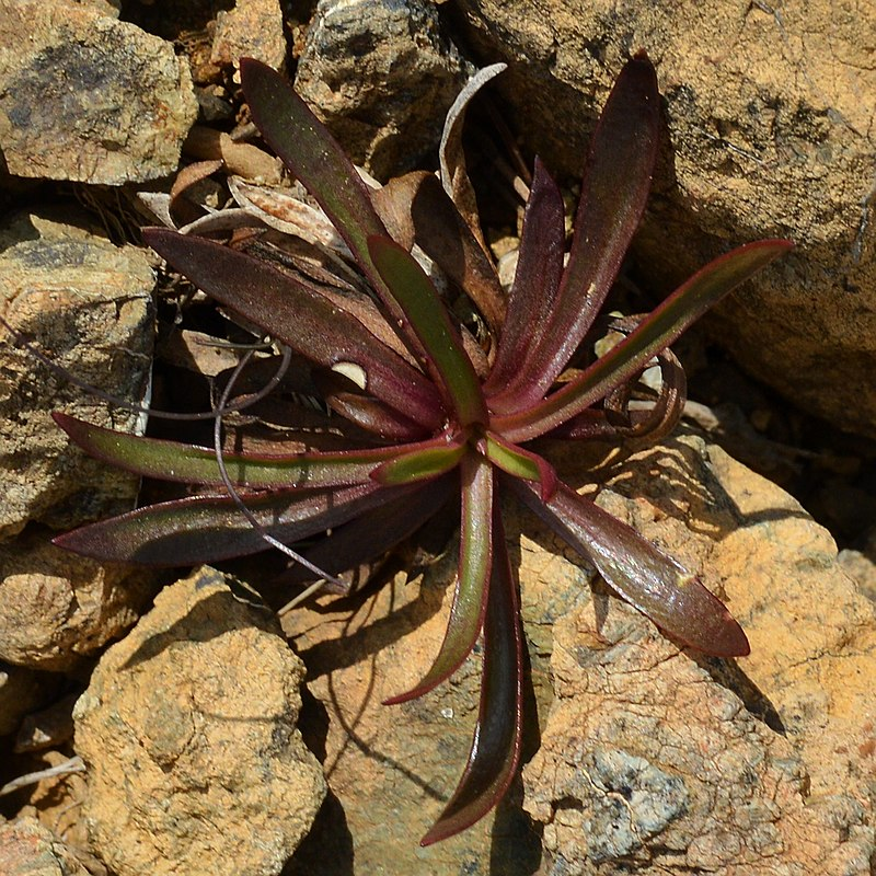 Alpine Catchfly (Viscaria alpina)