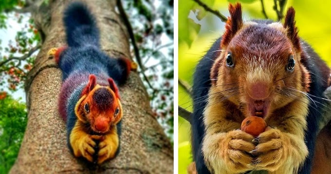 Meet the Indian Giant Squirrel, a creature that is almost too beautiful to be true (9 Pics)   