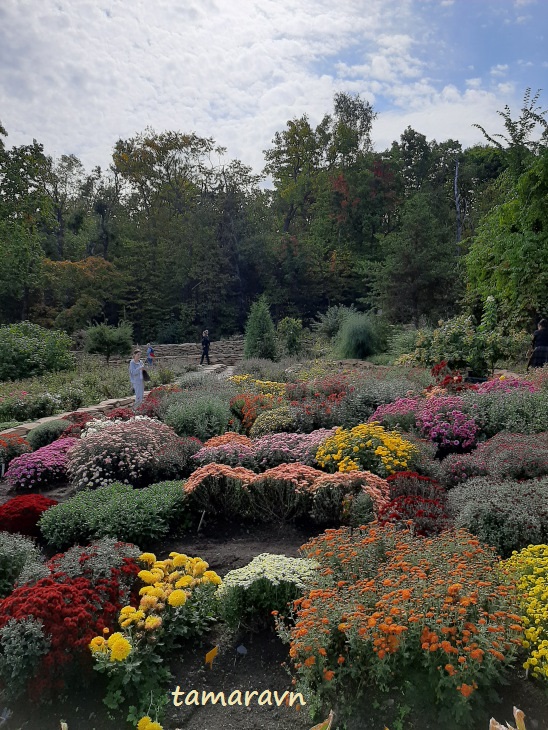 Хризантемы (Chrysanthemum)