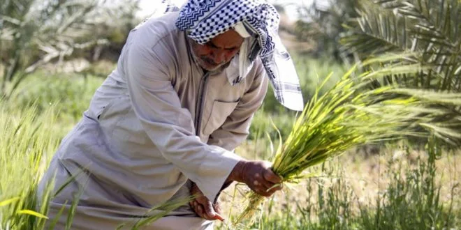 التجارة تعلن إطلاق دفعة جديدة من مستحقات الفلاحين والمزارعين