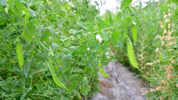 彰化縣政府補助30萬元青年創業金 青農研發無毒豌豆