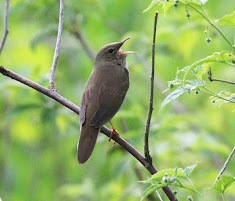 River Warbler