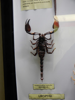 地中海歴史自然博物館の蠍