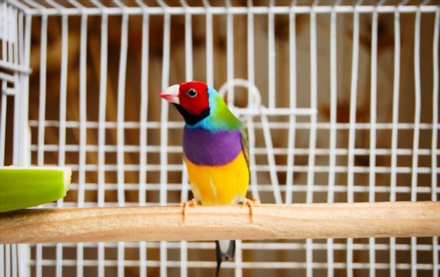 lady-gouldian-finch-cages