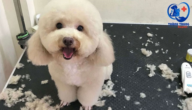 Dịch vụ cắt tỉa lông Poodle