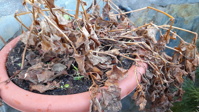 Cuaderno de campo de una Jardinera día nº 5: "Limpieza invernal en vivaces".