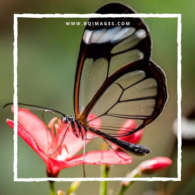 Beautiful Butterfly Profile Pictures for Facebook