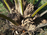  Causes of Yellow and Dry Palm Leaves