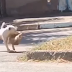 Pit Bull à solta aterroriza moradores em Samambaia