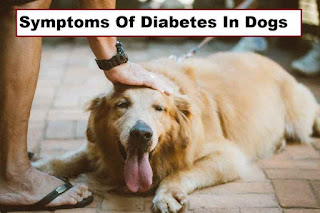 Symptoms Of Diabetes In Dogs