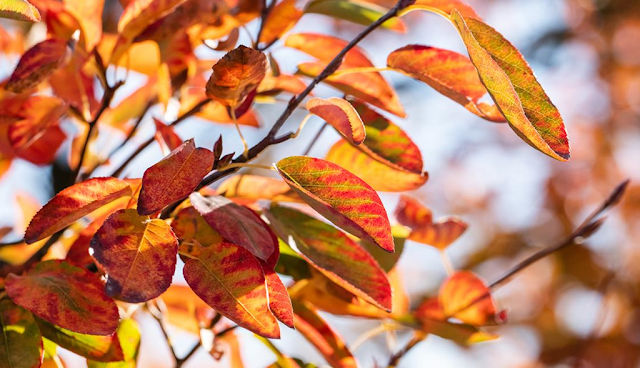 Amelanchier x lamarckii 'October Flame'