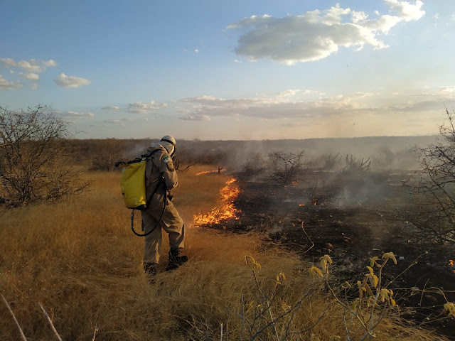 Número de ocorrências de incêndios florestais no RN aumenta 42%