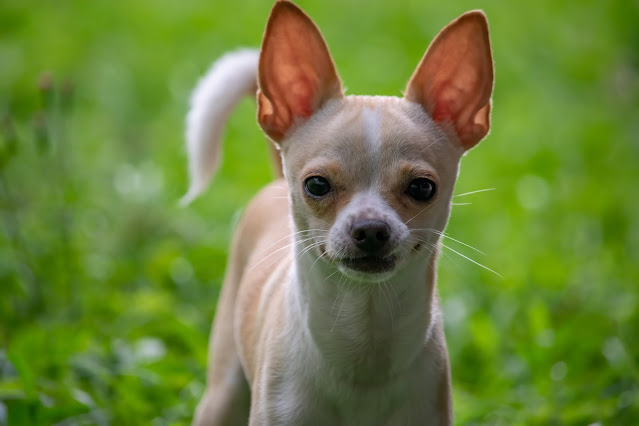 Deer Head Chihuahua Puppy