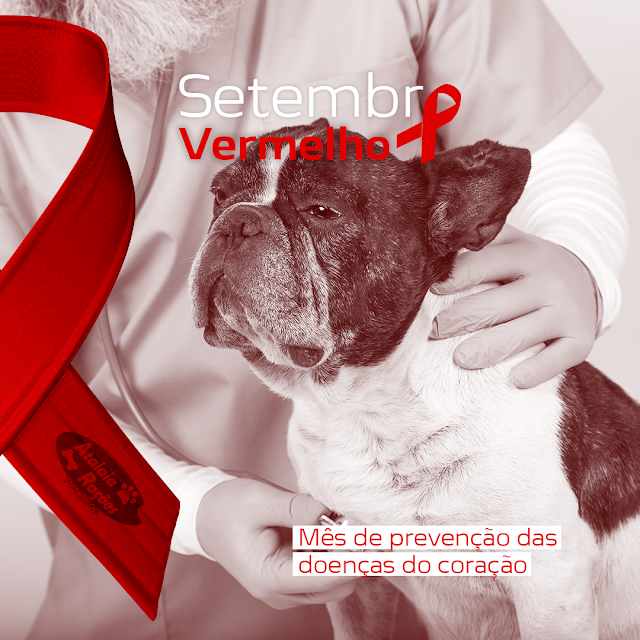 Setembro Vermelho - Doenças cardíacas são comuns em pets