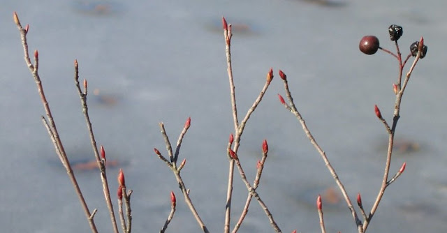 Арония Мичурина / Сорбарония Мичурина (Aronia mitschurinii, =Sorbaronia mitschurinii)