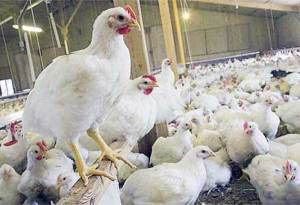 Harga Daging Ayam Broiler Kembali Mengalami Kenaikan
