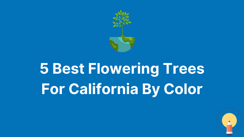 5 Best Flowering Trees For California By Color