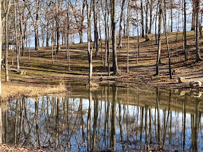 Trees reflected in water