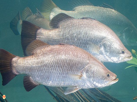 Info Terbaru Harga Ikan Kakap Putih per Kilo (Segar, Fillet, dan Kepala)