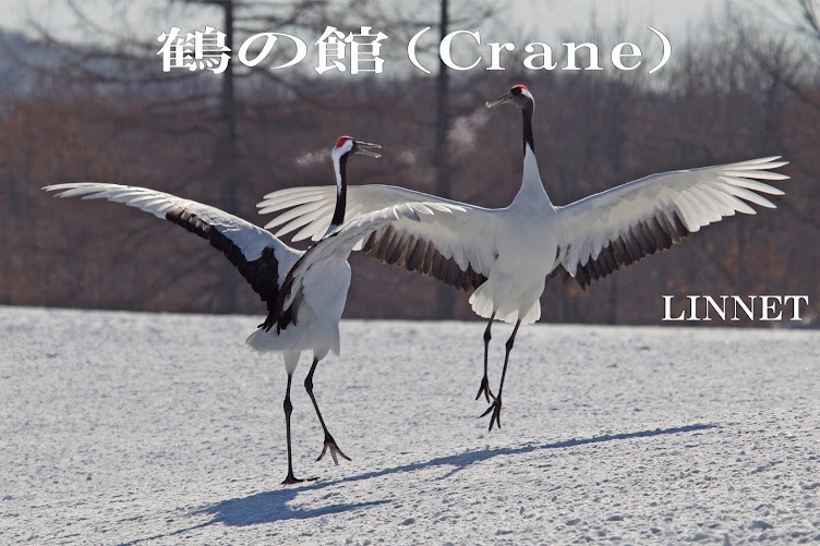 鶴の館（Crane）