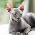 Living with a Hypoallergenic Cat: Tips and Tricks for Managing Allergies