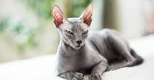 Living with a Hypoallergenic Cat: Tips and Tricks for Managing Allergies