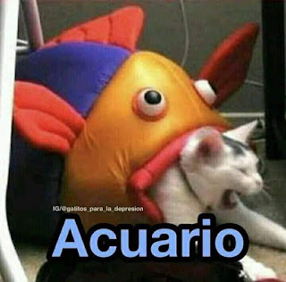 Qué gato eres según tu signo