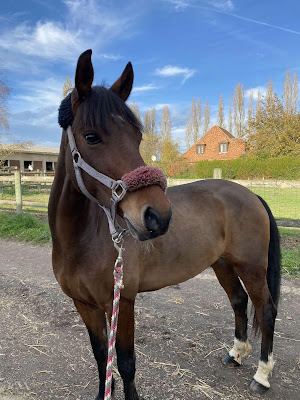 communication animale comportement chien chat cheval éducation canine annecy talloires