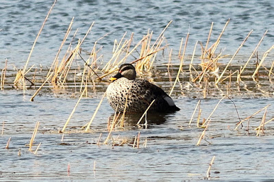 Indian Spot-billed Duck