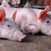 Porcos podem passar superbactérias resistentes a antibióticos