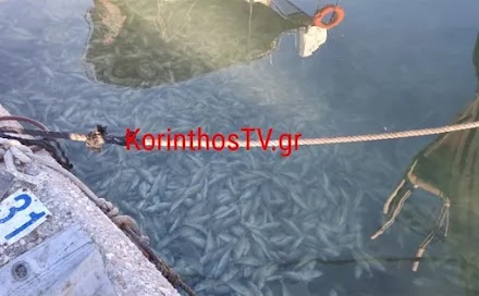 Γέμισε με νεκρά ψάρια το λιμάνι της Κορίνθου