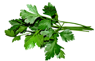 Summer Herbs for Minty Fresh Breath and Oral-parsley Health