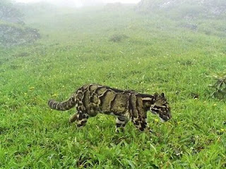 Clouded Leopard