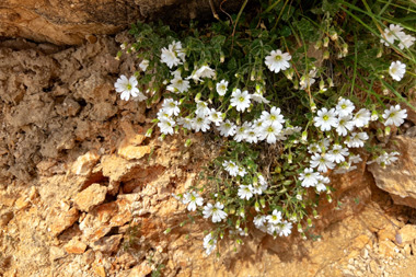 Cerastium alpino (Peverina alpina)