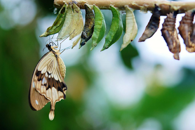 Proses Metamorphosis Kupu-kupu, Dari Telur Hingga Dewasa