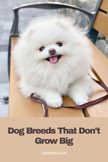 Dog Breeds That Don't Grow Big