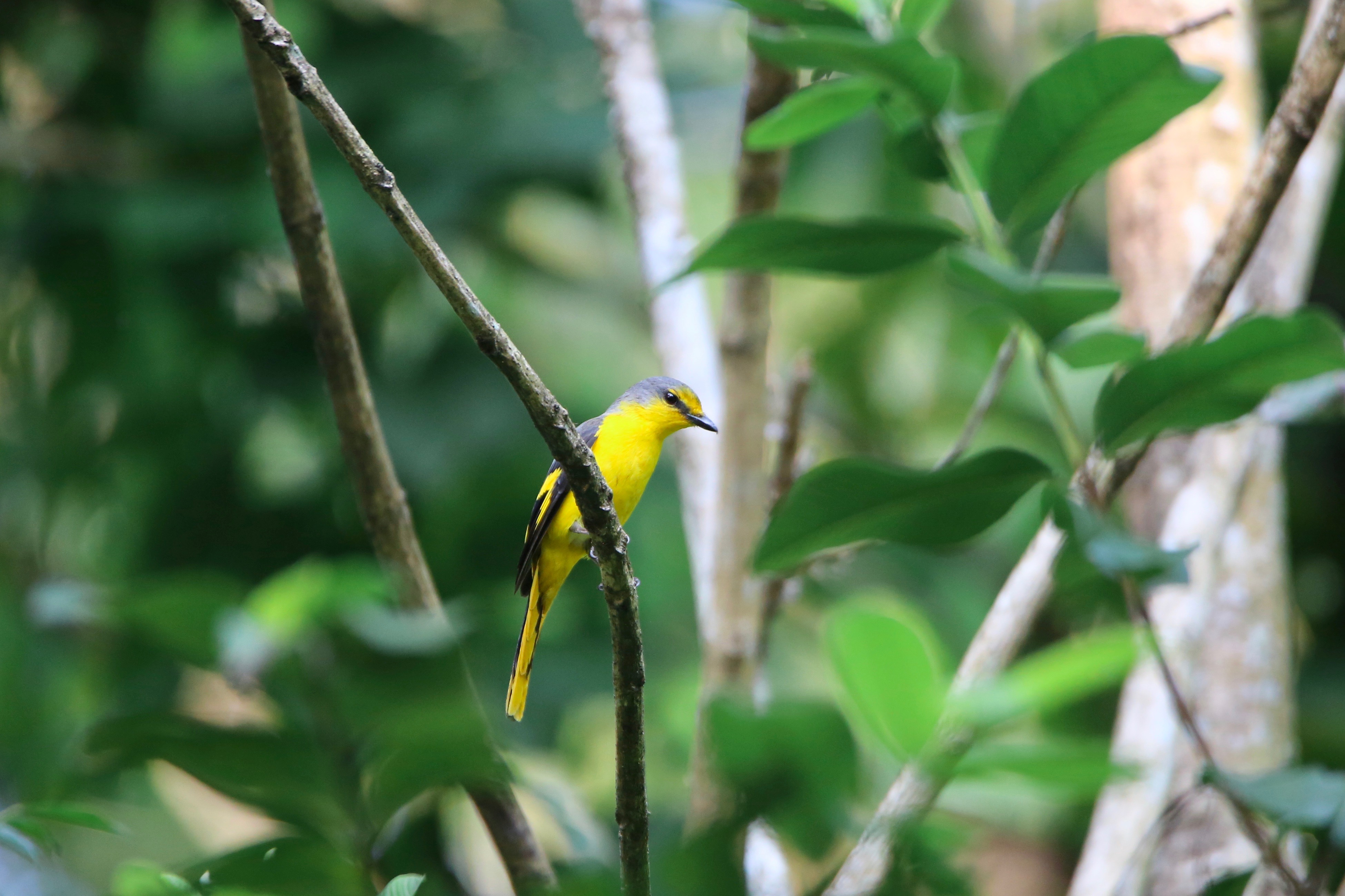 Orange Minivet Male and Female high resolution images free