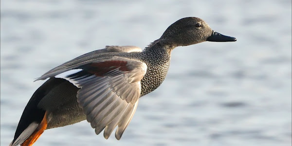 Gadwall Duck