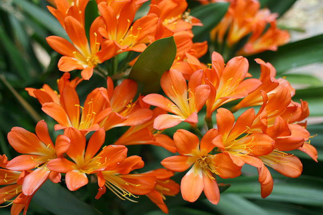 Clivia