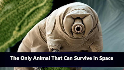 Only animal that can survive the apocalypse