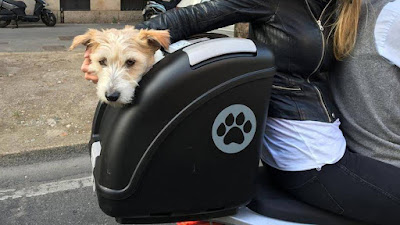 Accesorios de moto para transportar perro gato 2022 Ecuador Fayals