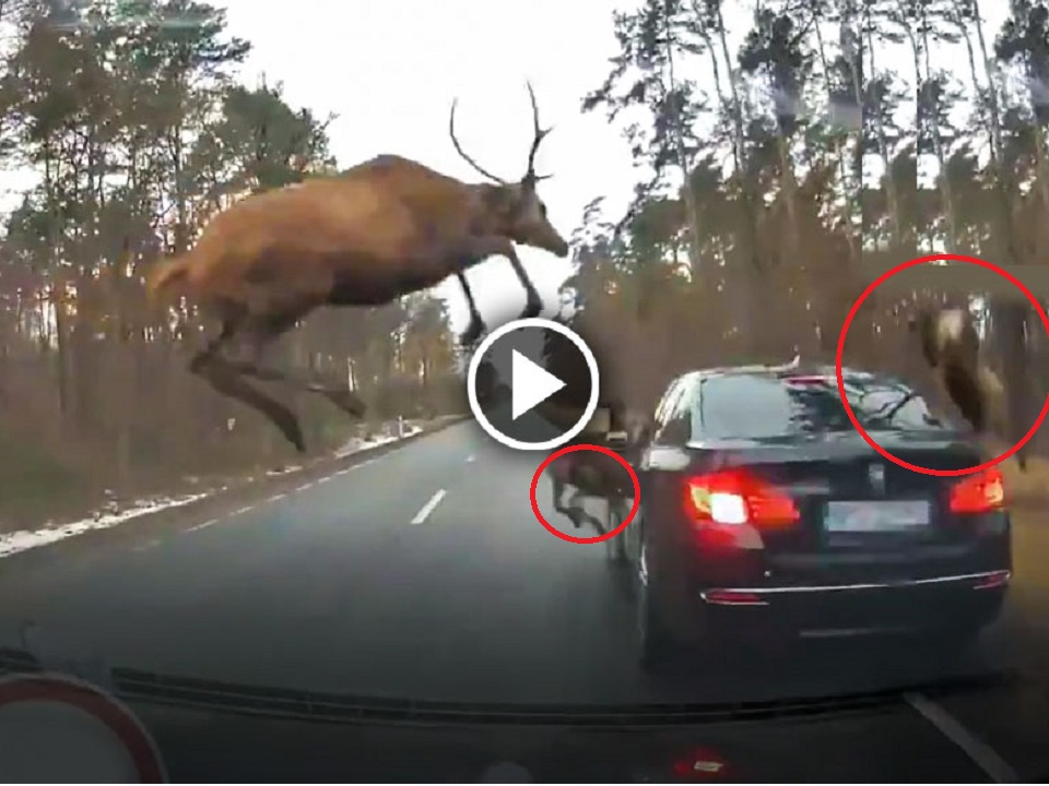 A Group of Deer jumps on the BMW 5 series