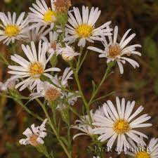 MENOMINEE COUNTY WILDFLOWERS