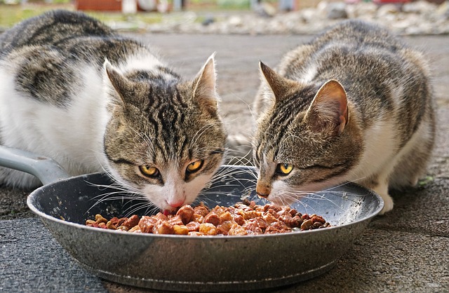 Tips Menentukan Makanan kucing yang Ideal
