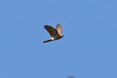 "In flight, a Eurasian Sparrowhawk (Accipiter nisus)winter visitor. Small raptor with a striking gray-brown coloration, short wings, and a long tail. The standout characteristics are the hooked, pointed beak and yellow eyes."