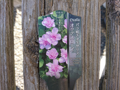 バラ咲きオキザリス　花