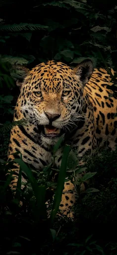 A majestic jaguar camouflaged among lush foliage, gazing intensely in a high-definition wallpaper.