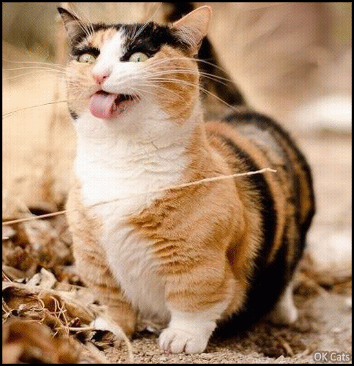 Art Cat GIF • Creepy cat with short legs sticking tongue out. OMG He's so creepy 2-2 [ok-cats.com]