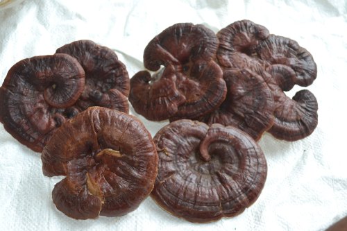 Reishi Mushroom Products in Libreville | MycoNutra® Ganoderma | MycoNutra® mushroom products   