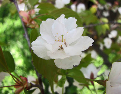 Prunus jamasakura 'Kotohira'